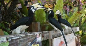 Hornbill Feeding (Pangkor Island)